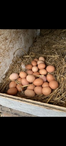 Frische Eier unserer Hühner 