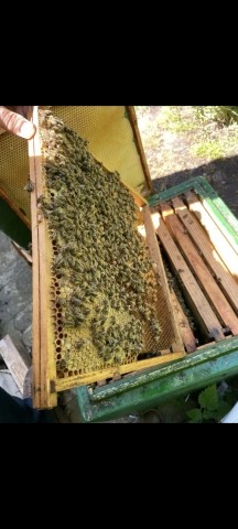 Bienen - Honigprodukte