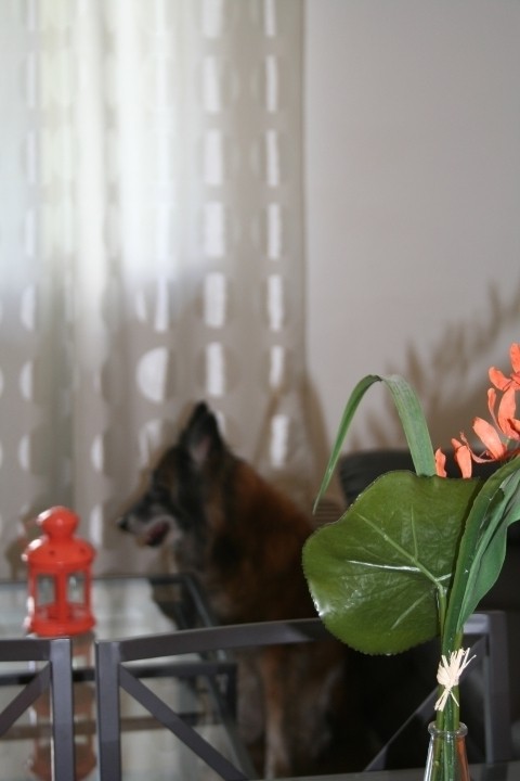 Hunde herzlich willkommen