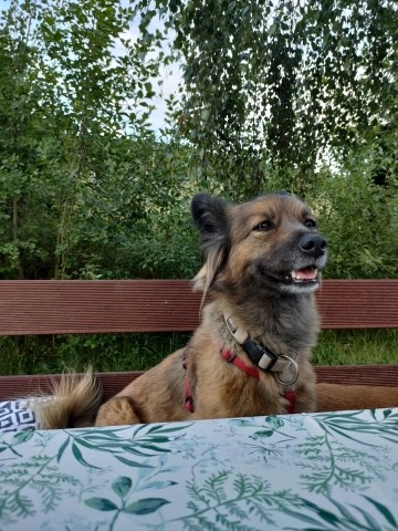 Fellnasen fühlen sich wohl