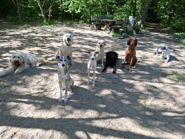 Meine 8 Pflegehunde im 18 Hektar großen Auslaufgelände.