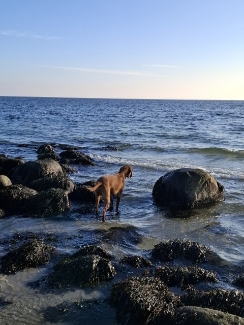 Sir Henry genießt die Aussicht.