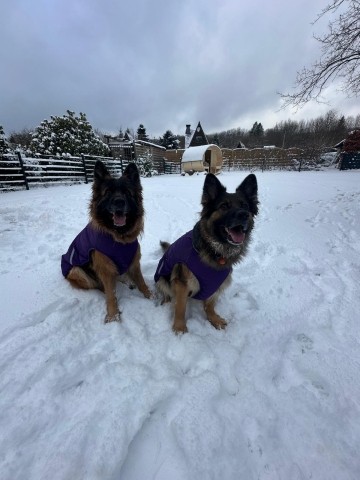 Hundespaß im Schnee