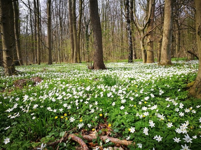 Frühlingsstimmung im Wald nebenan