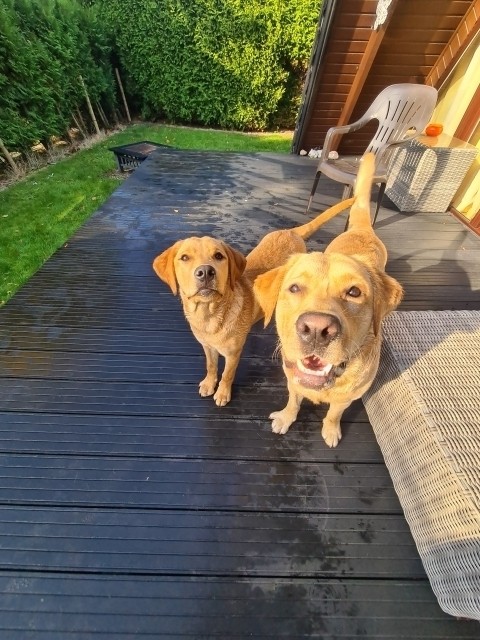 Hunde Willkommen Terrassenbereich mit Zaun