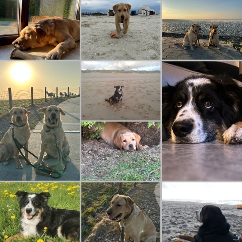 Hundeparadies an der Nordsee