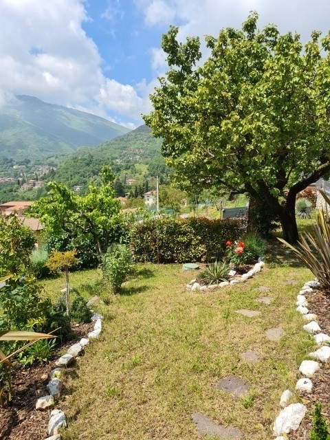 Garten mit Aprikosenbaum
