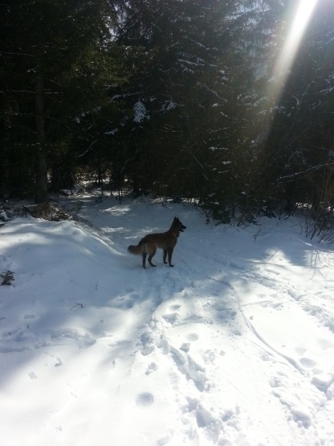 herrliches Hundeparadies