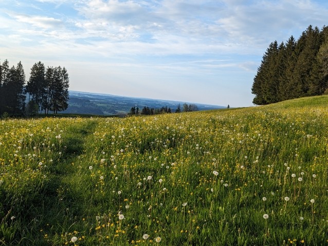 Wiese zum Toben der Hund - direkt vor Haustür