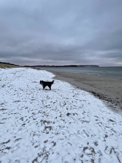 Auch im Winter ist es mit Hunden schön auf Rügen!