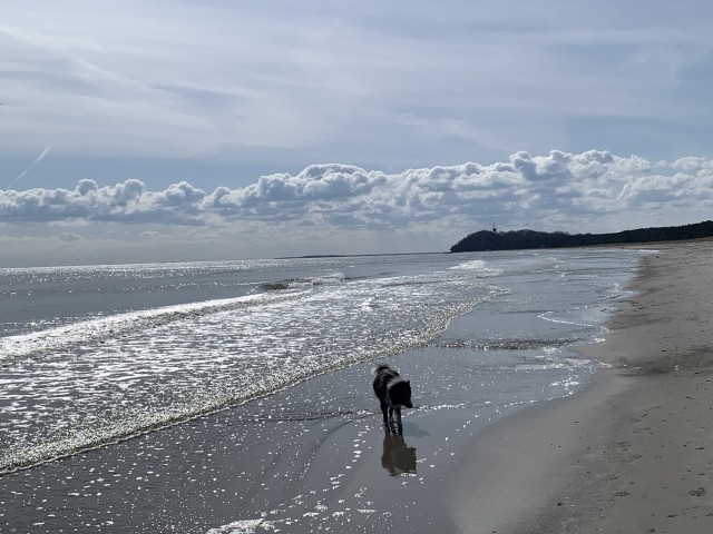 Rudi badet gerne in der Ostsee!
