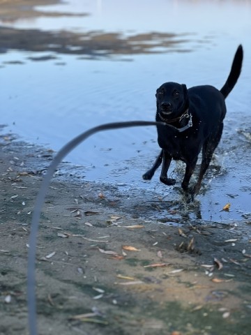 Hundespaß Garantiert