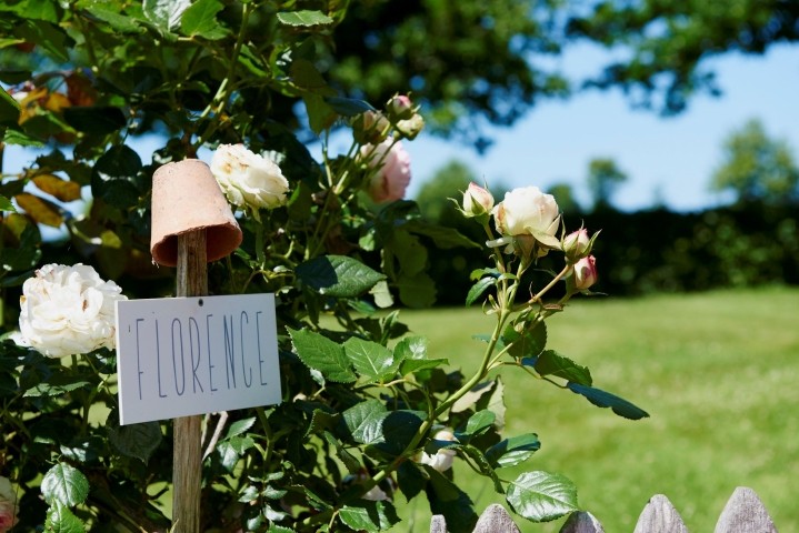 Rosen im Garten des Ferienhauses in der Bretagne