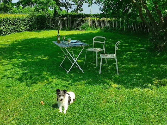 A guest's dog enjoying the garden of the cottage