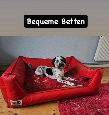 Eddi der Bettentester