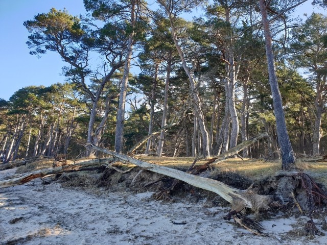 Strand und Wald bei Ludwigsburg