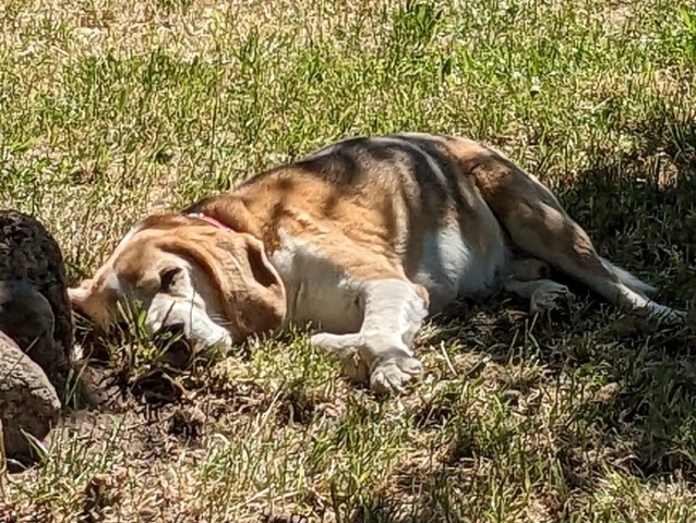 Entspannung auch für den Hund