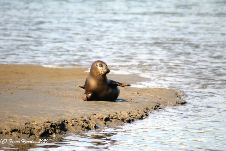 Robben am Langwarder Groden