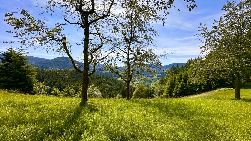 Spaziergang mit dem Hund