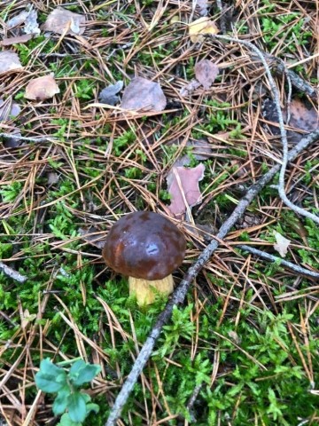 Unzählige leckere Pilze und Beeren 