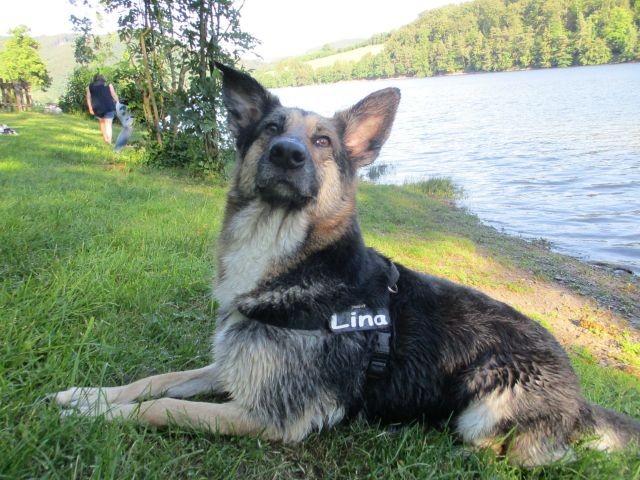 Lina ( geb. 2012 ) am Diemelsee ( ca 20 km  ) mit eigenen Hundestrand