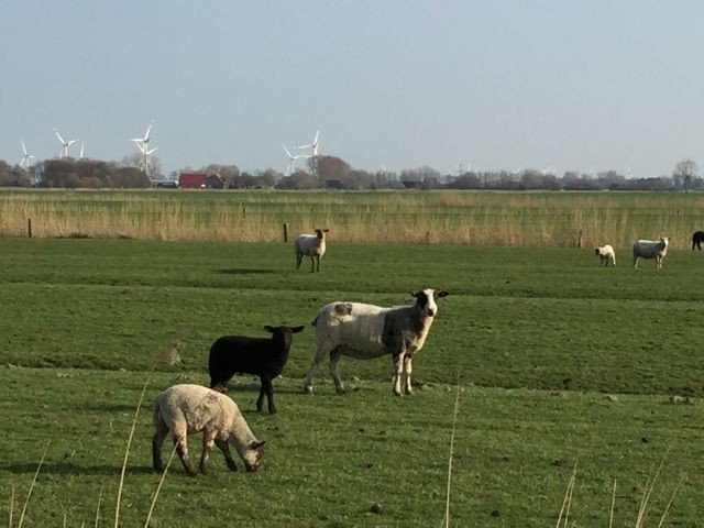 Deichbewohner/Nachbarn