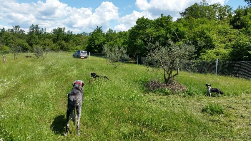 eingezäunte Spielwiese direkt am Hundestrand