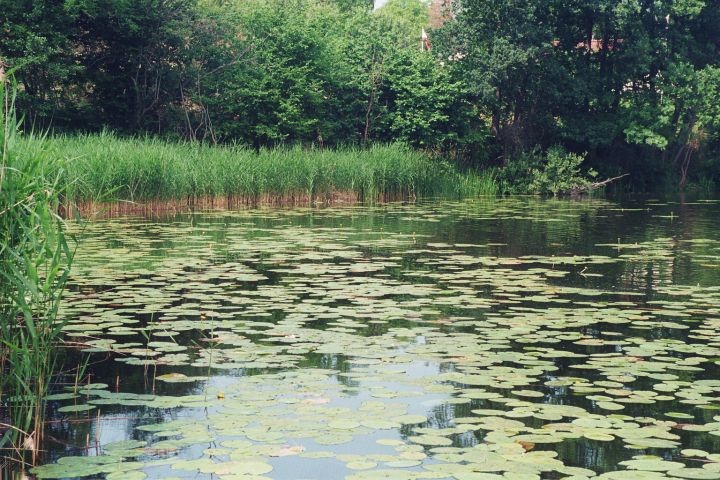 Blick vom Steg