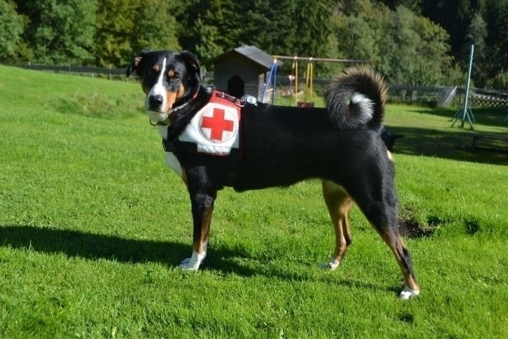 BRK-Rettungshund Paula  10Jahre