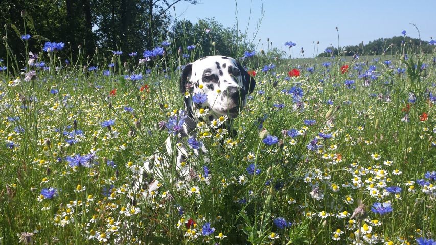 Hunde fühlen sich sehr wohl!