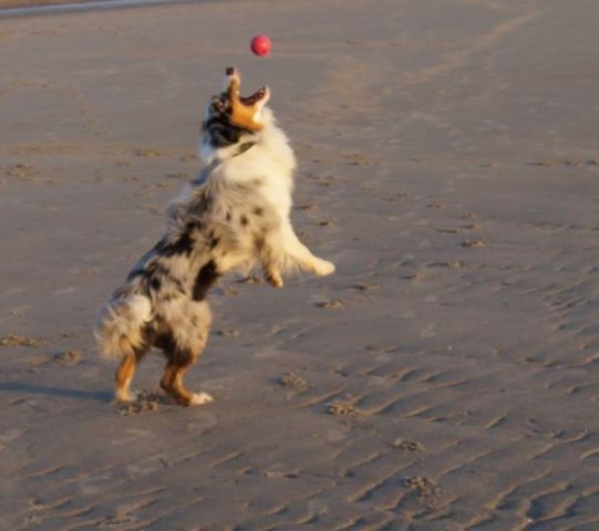 Unser Hund, es gibt nichts schöneres, als am Strand zu toben...
