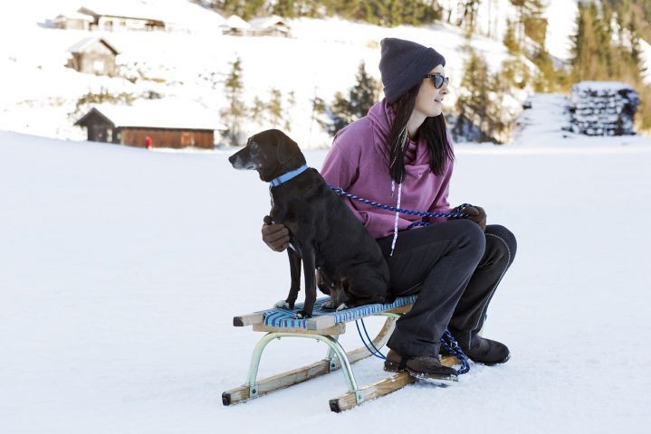 Hund im Winter
