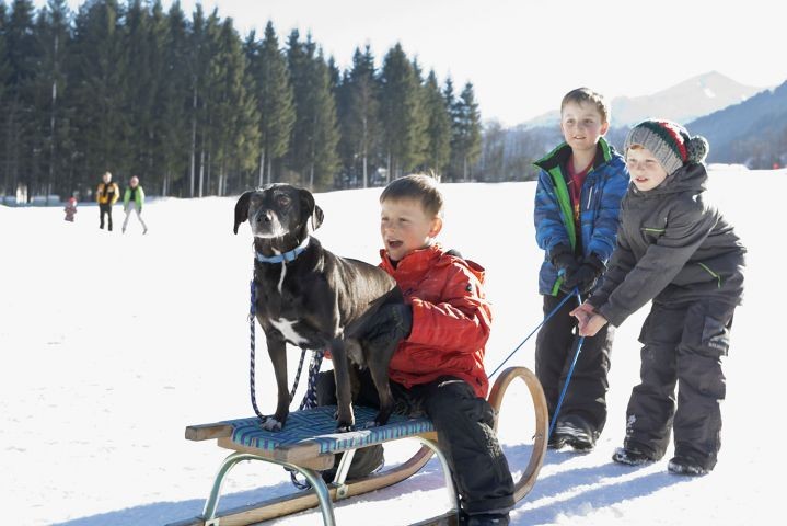 Hund im Winter