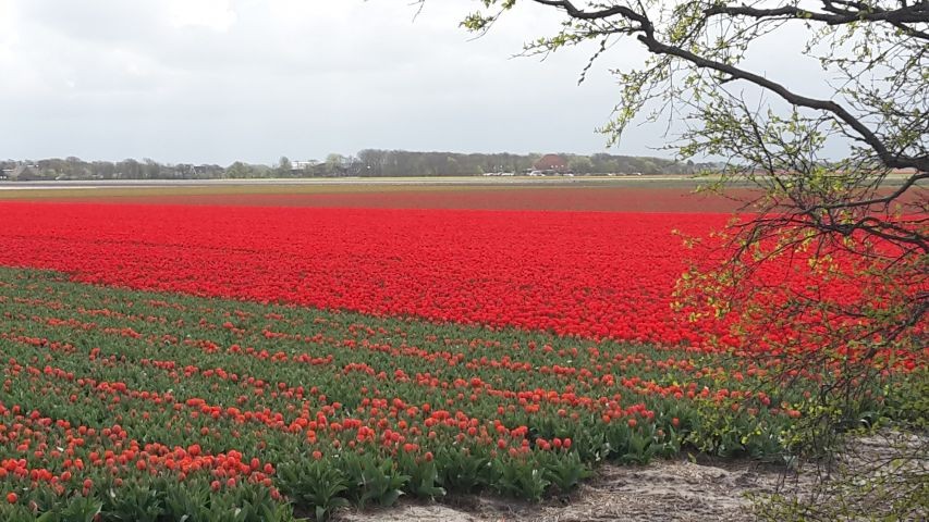 Tulpenfeld