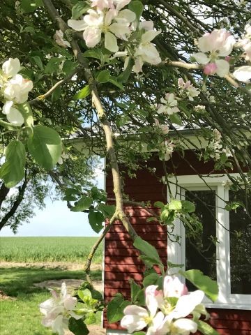 Apfelblüte