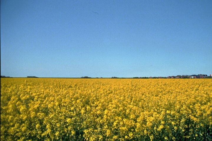 Rapsfeld