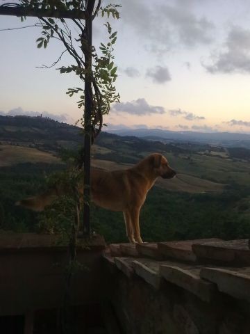 Hundefreiheit!