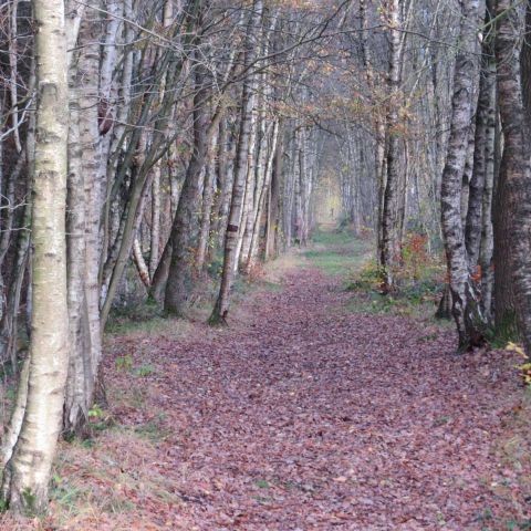 Waldweg