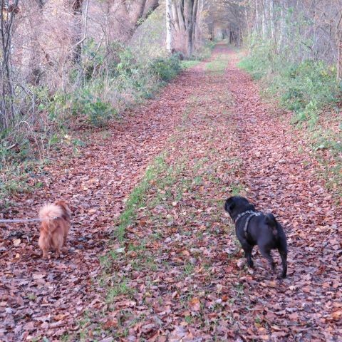 Waldweg
