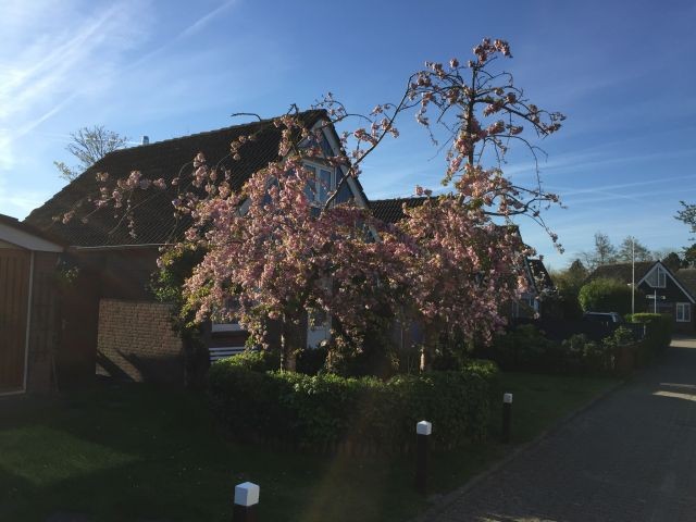 Kirschblüte