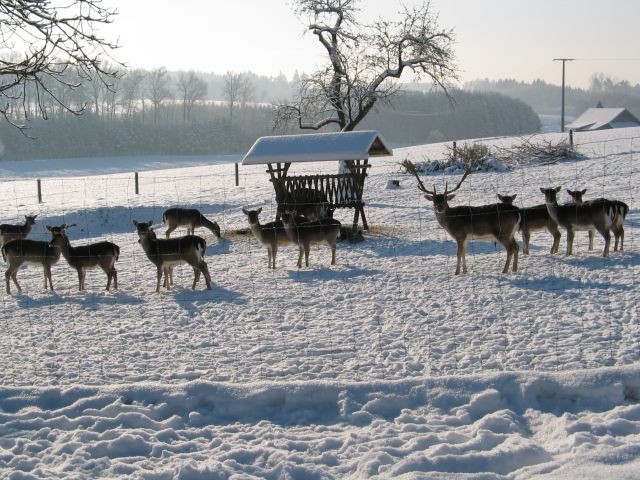 das  Damwild