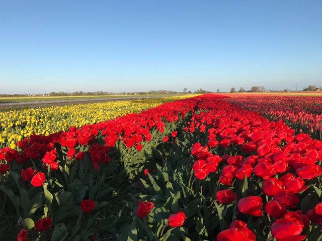 Tulpenfelder 
