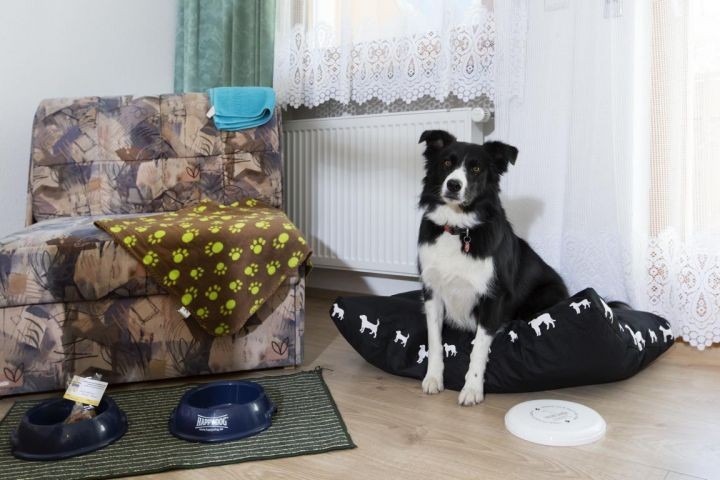 Urlaub mit Hund