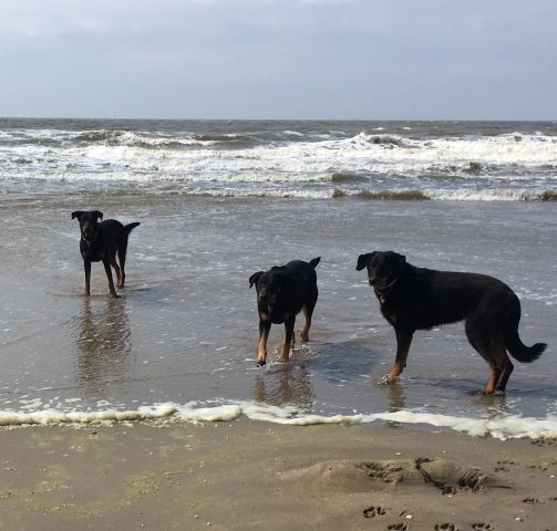 Unsere Hunde am schönen Strand