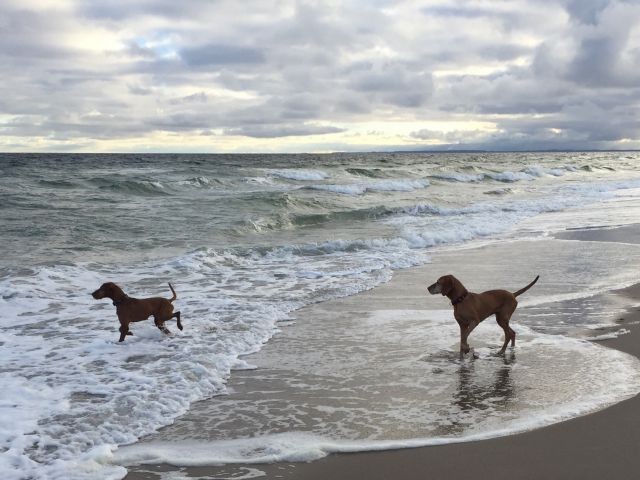 Hunde sind herzlich willkommen