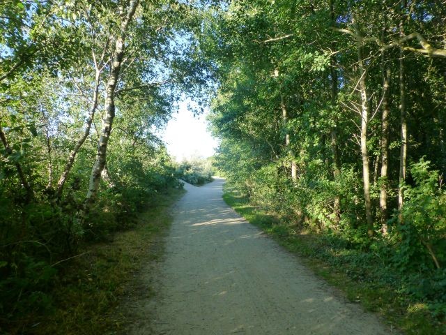 herrlicher Wald mit Aufgängen zum Strand