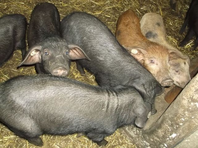 Unsere süßen Schweine