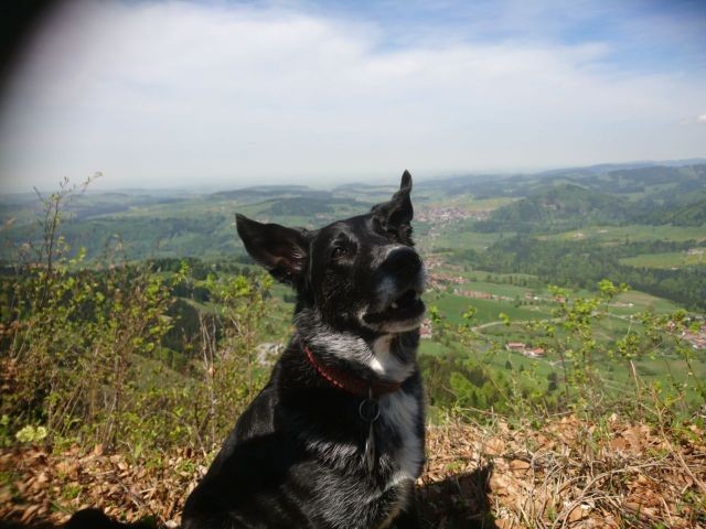 BRK Rettungshund Mika 8 Jahre ein Lebendfund, wir sind sooo stolz