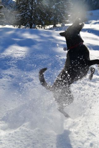 Mika liebt Schnee