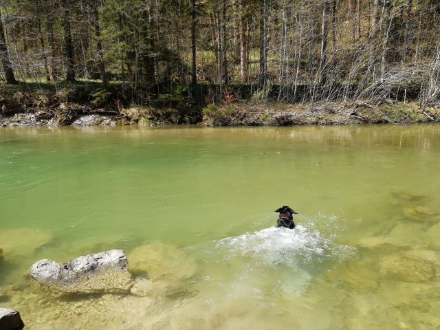 Mika in der Weissach 20 Gehminuten zum Schwimmen geeignet